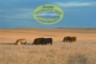 Lasater Grasslands Beef History