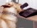 Training of Service Dogs