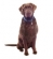 Dog Insurance
