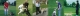 Smarty Paws Dog Training
