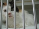 Kitten to Cat - Cat Only Veterinary Clinic in Richmond, London