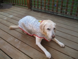 Search and Rescue Dogs Serve the Nation, with a Helping Paw from Chillybuddy Cooling Jackets