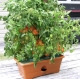 The Garden Patch Grow Box