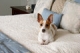 Every Dog's Day Canine Resort & Day Spa