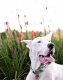 North American Pet Health Insurance Association