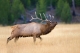 The Hunting Broker