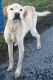 Lab Rescue of the LRCP Inc.