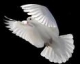 Triad Cremation Society, Inc.