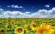 The Bright Path Ishayas