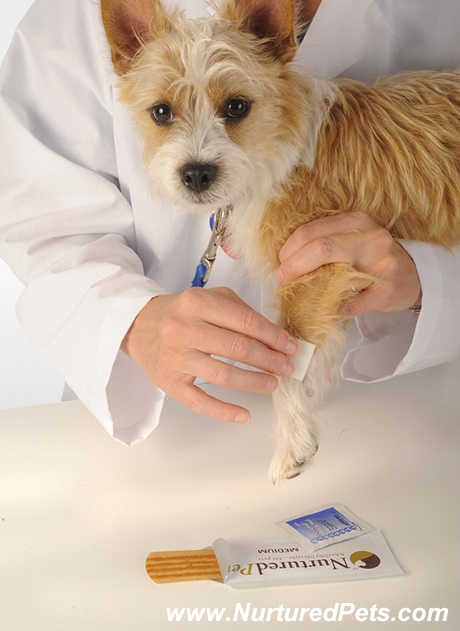 Anti-Lick Strip Applied to Pet by Veterinarian Image