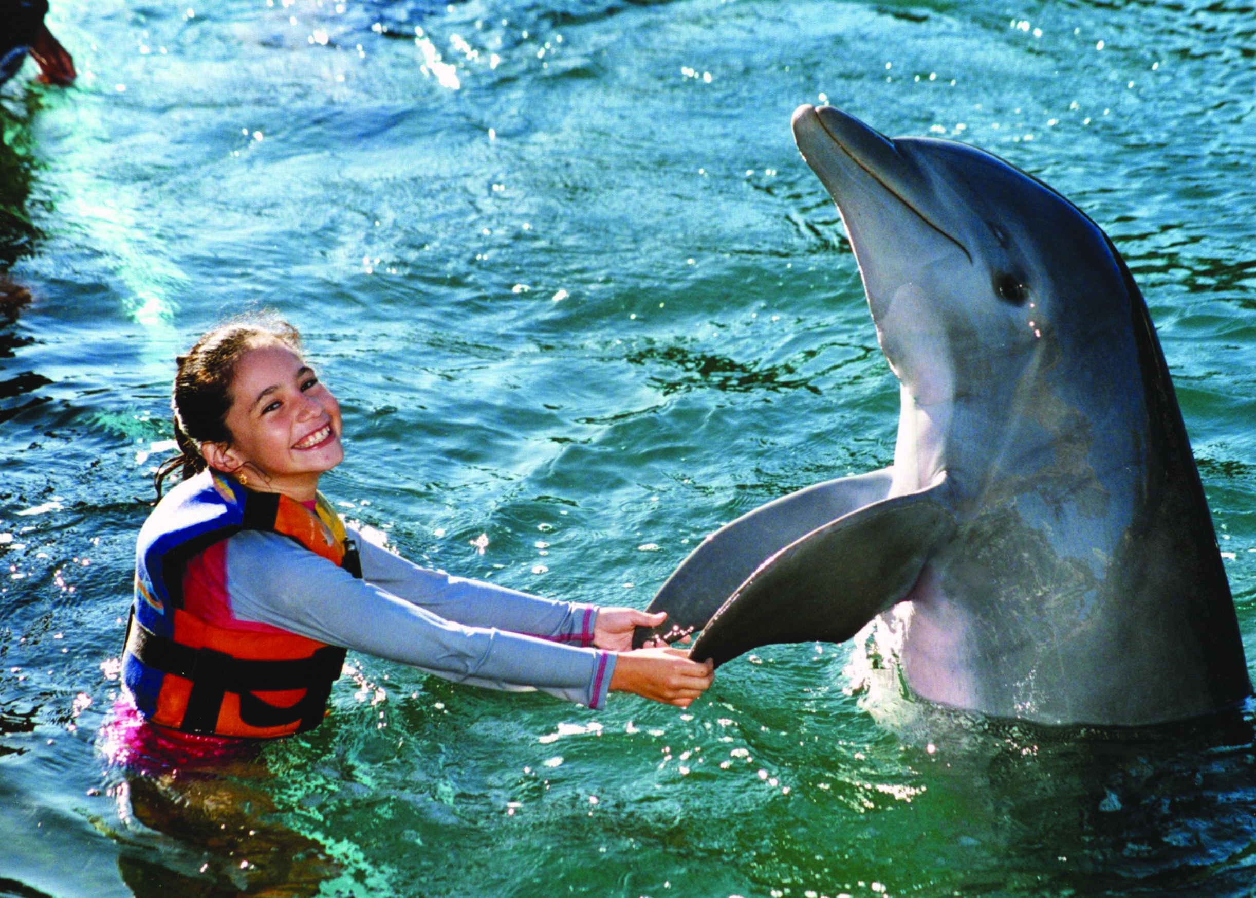 Dolphin handshake Image