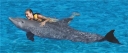 Dolphin hug Image