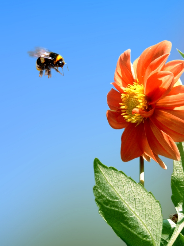 Bumble bee Image