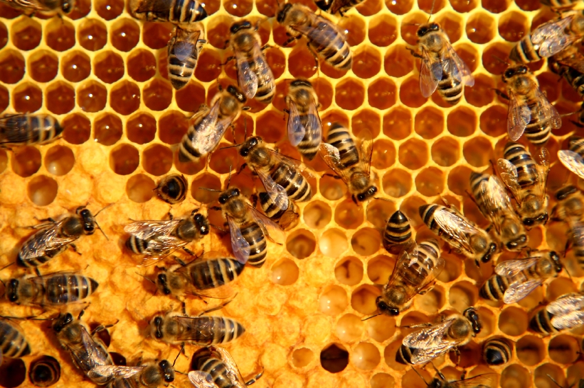honey bees Image