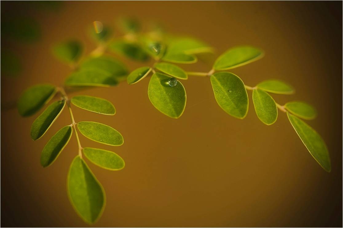 Moringa leaf with dew droplet Image