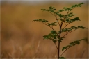 Young Moringa plant Image