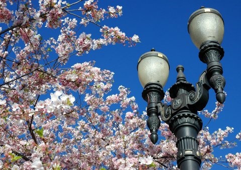 Ornamental cast iron twin arm assembly and acorn style light fixtures Image