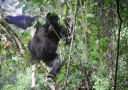 Gorilla Tracking In Rwanda Image