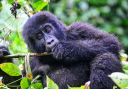 Gorilla Tracking In Uganda Image