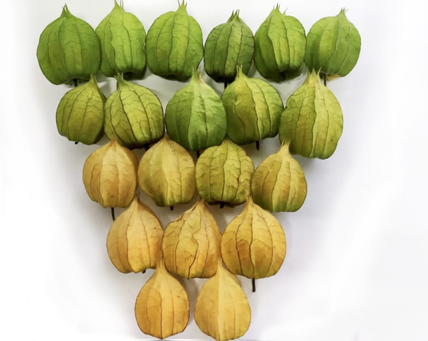Goldenberry Farms Physalis Image