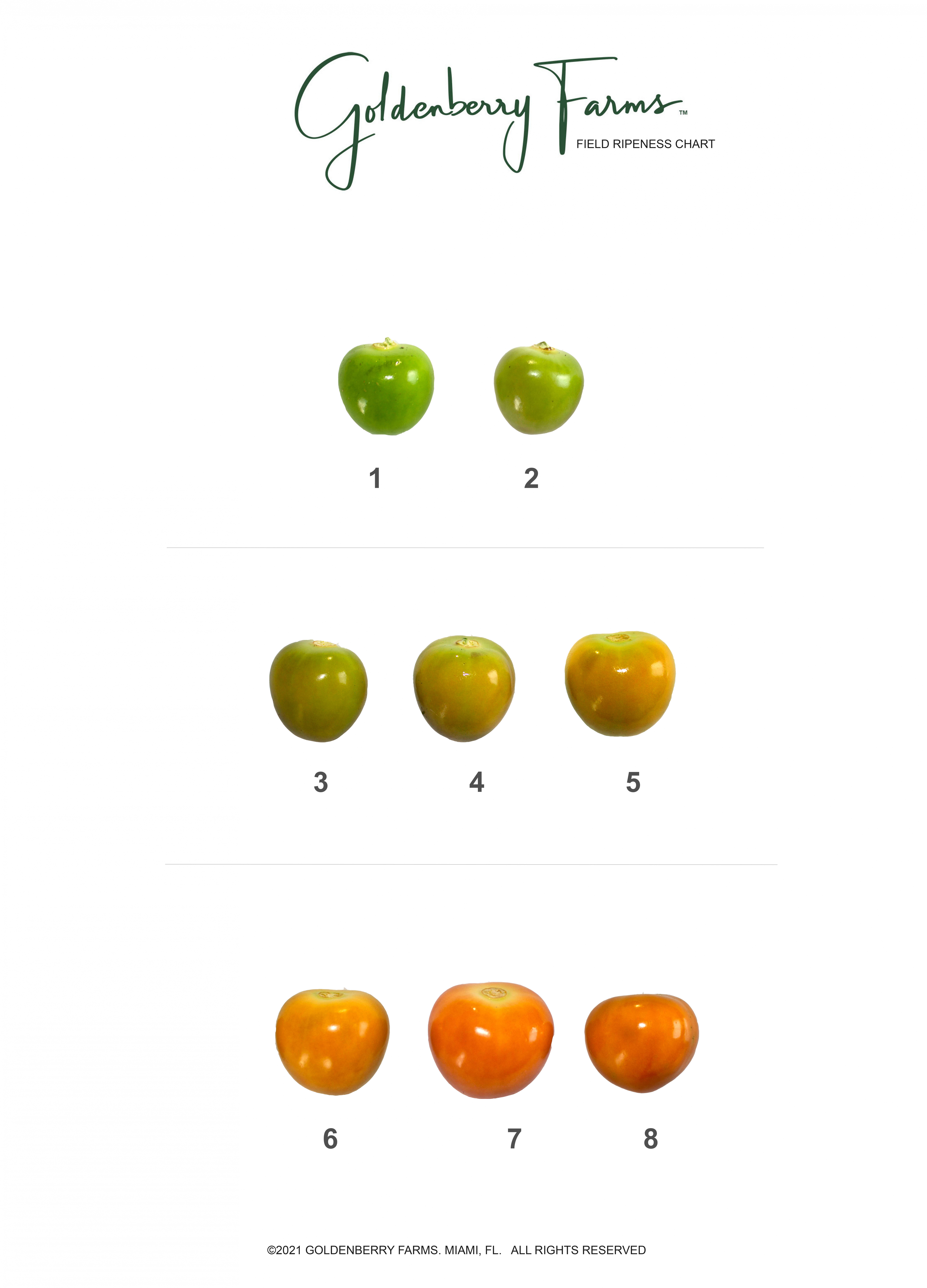 Technical chart showing ripeness levels of goldenberry / cape gooseberry / physalis Image