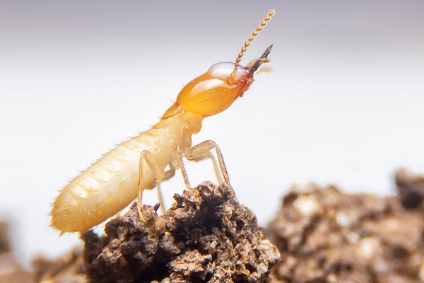 Termite Control Image