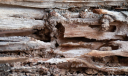 Termites Image