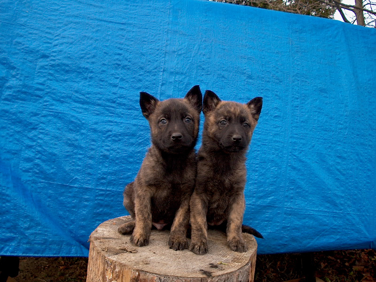 Dutch Shepherd Pups Image