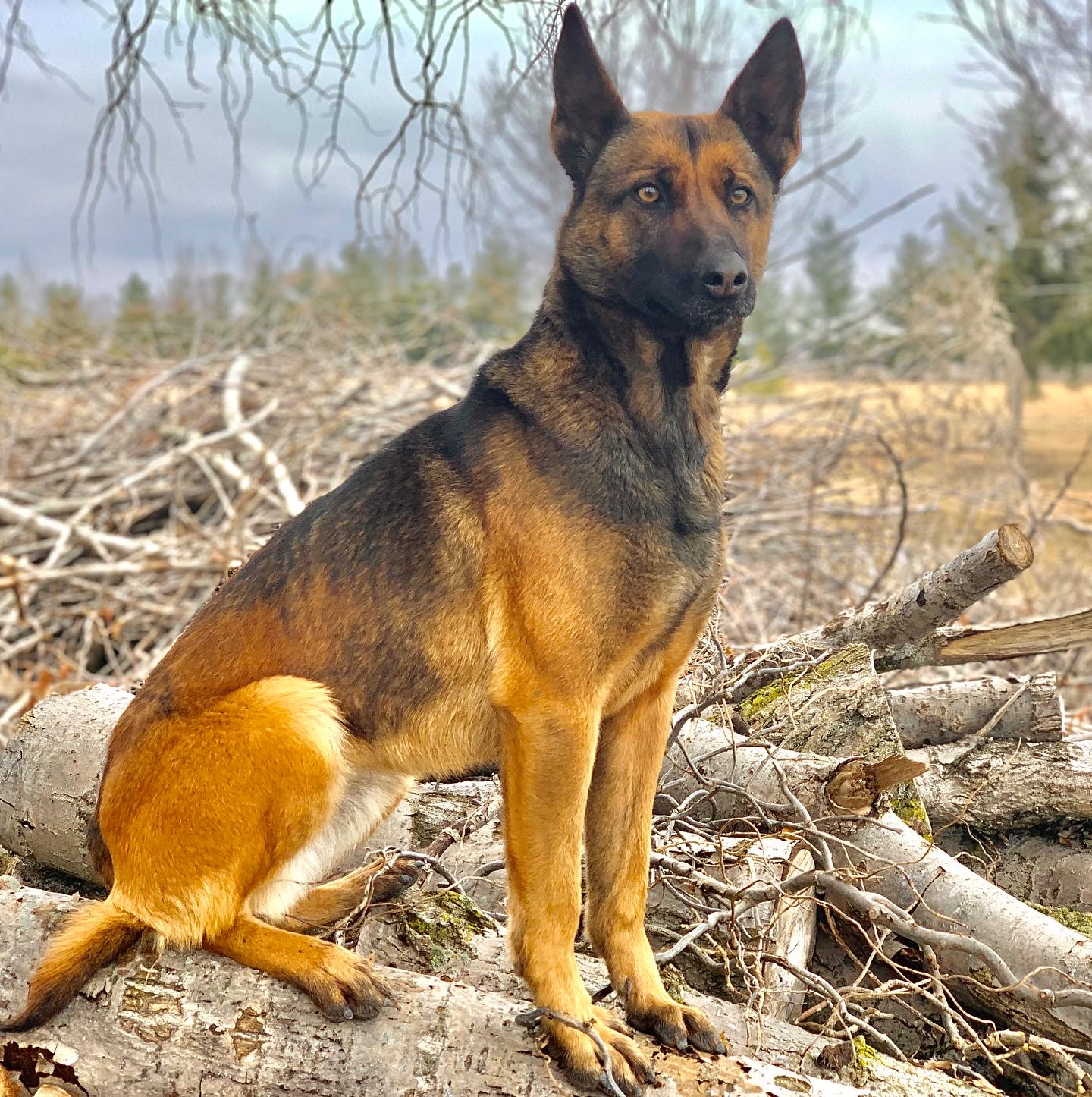 Zeka Belgian Malinois Image