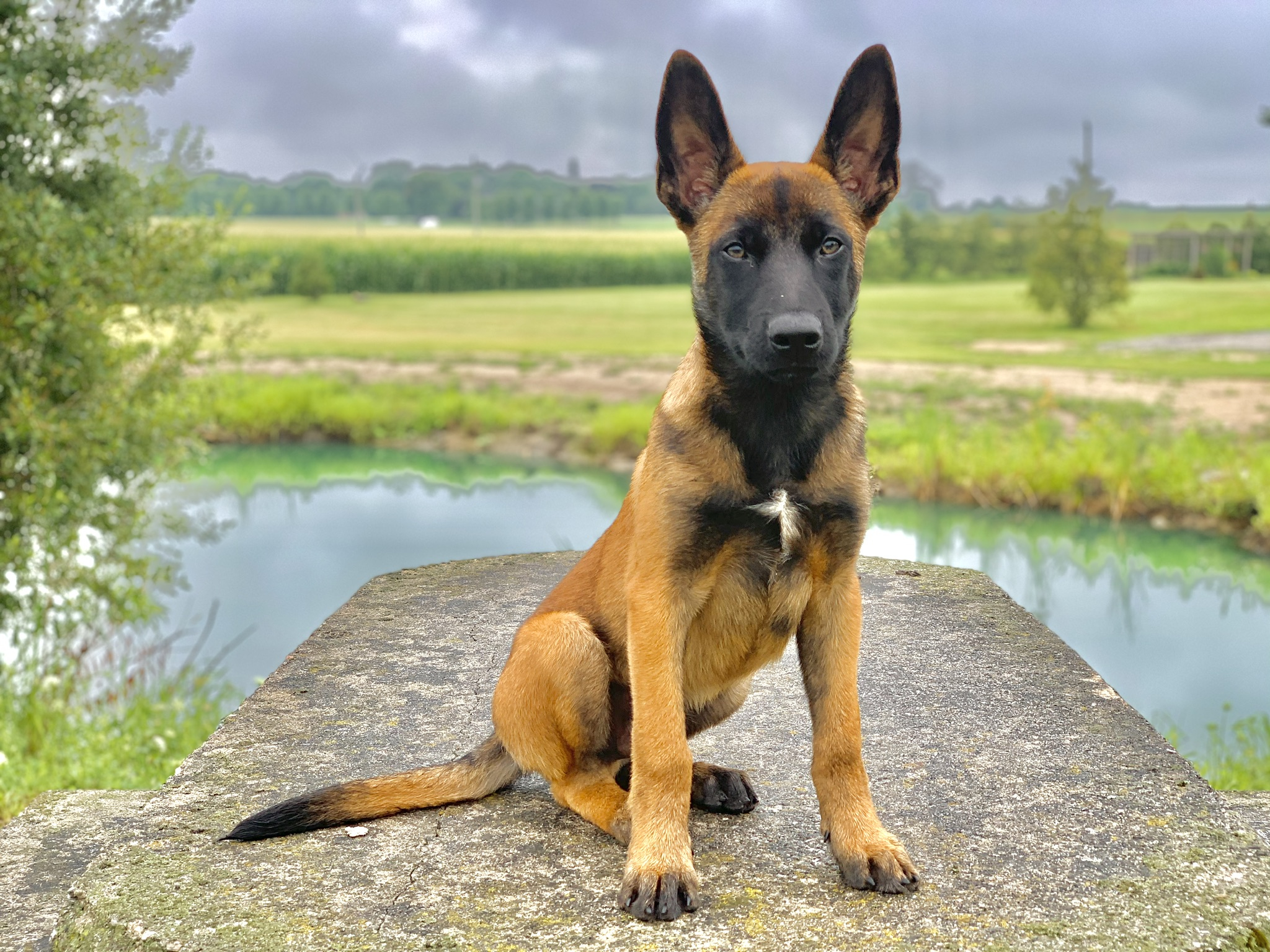Belgian Malinois pup Image