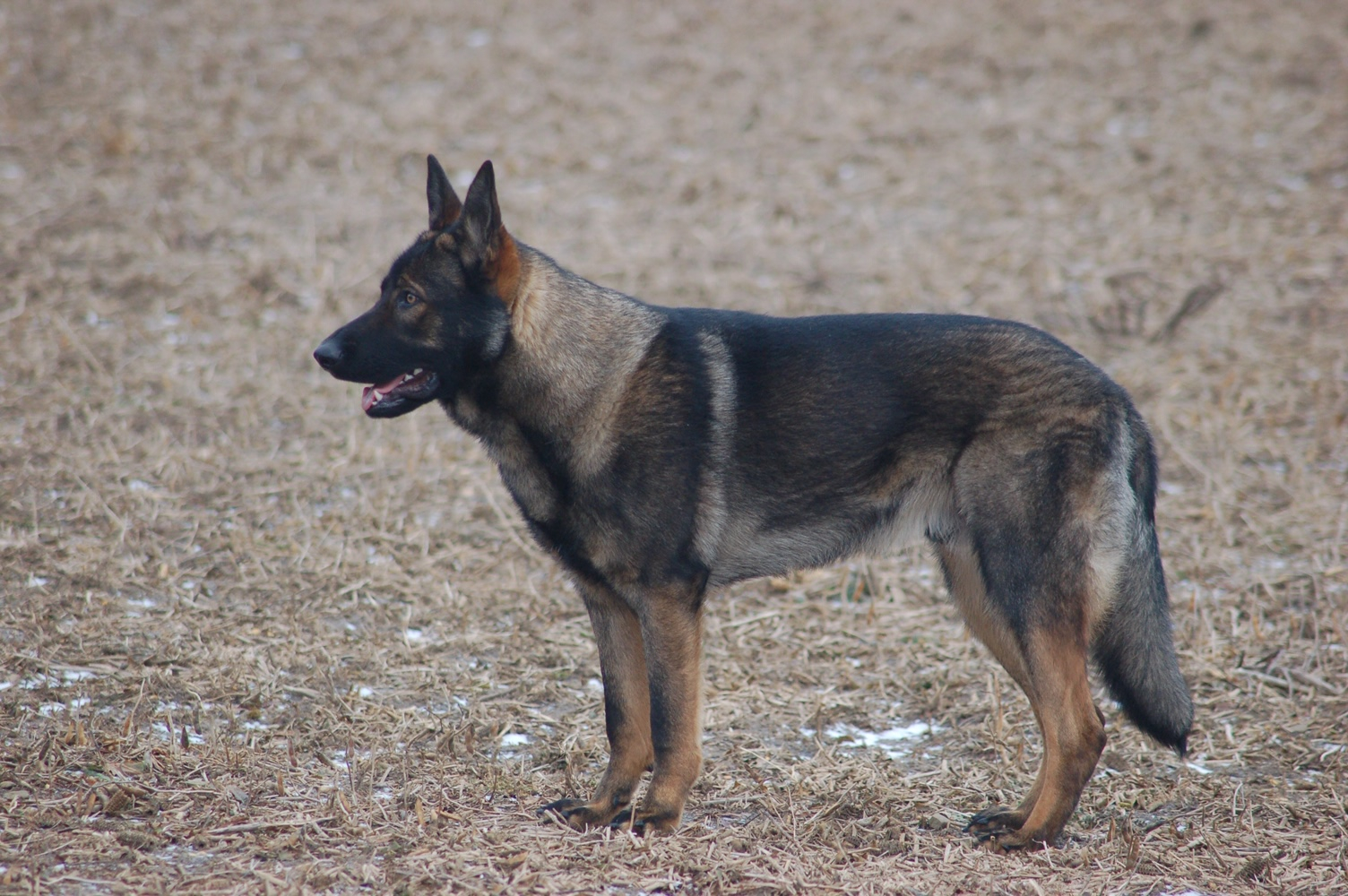 German Shepherd Dog Sting Image