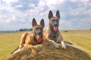 Young Belgian Malinois Image