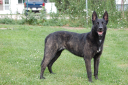 Dutch Shepherd Troy Image