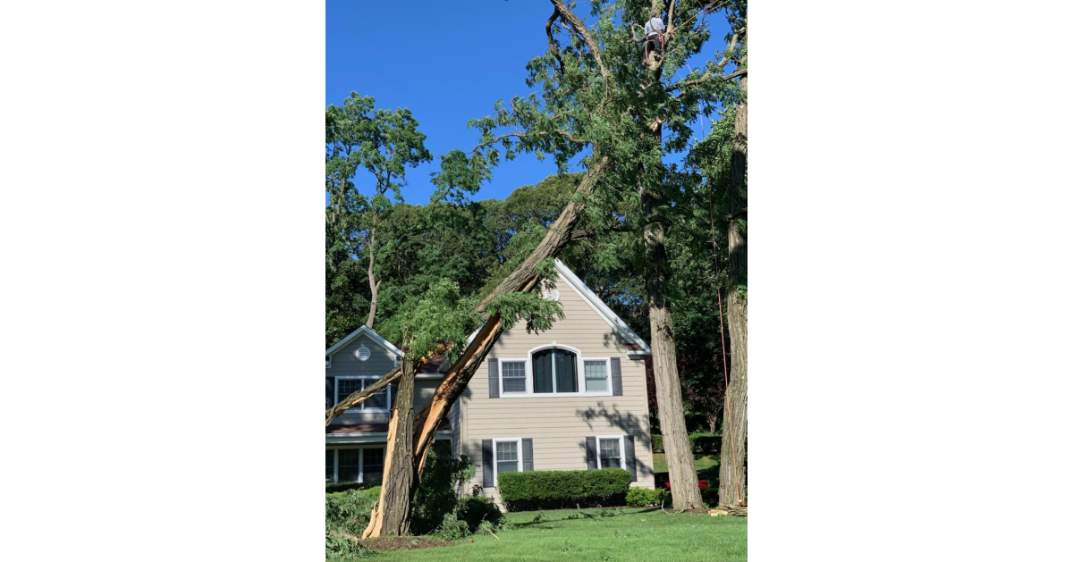 New York Lengthy Island Tree Provider Execs In a position to Take Care of Any Tree Emergency for Other people Who Are Situated in Suffolk County and Nassau in 2020