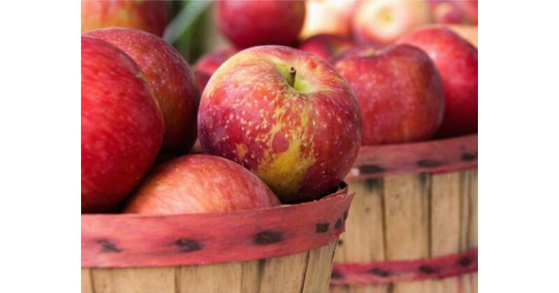 South Jersey Apple Fest Coming to Salem County, New Jersey - Vimarsana News