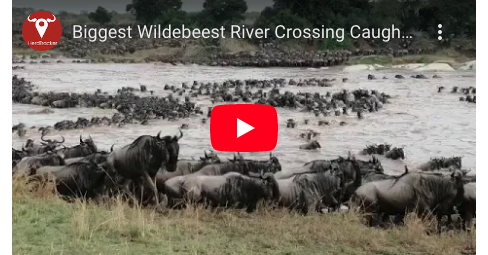 One of the Biggest Wildebeest River Crossings Ever Caught on Camera - Watch on HerdTracker - Vimarsana News