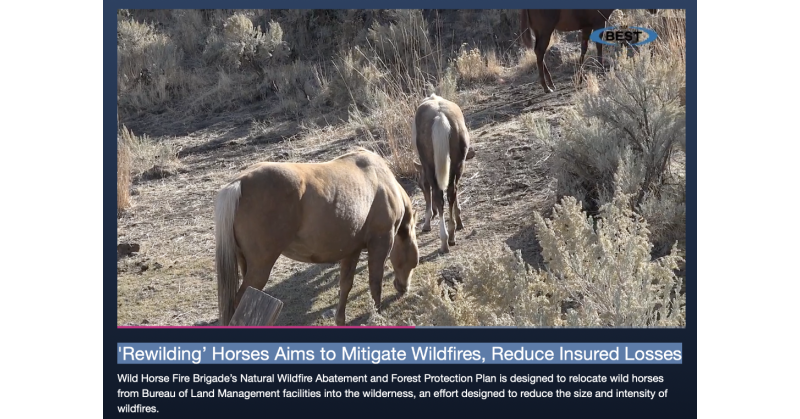 Plan to Use Wild Horses for Wildfire Fuel Mitigation Characterized as "Innovative Approach" by AM Best TV - Vimarsana News