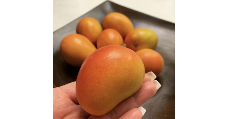 Goldenberry Farms Prepares for Initial Sugar Mango Exports for 2024 Season; Announces New Consumer Campaign - Vimarsana News
