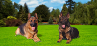 Command Control Protection Dogs