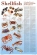 Sustainable Seafood Guides - Sustainable Shellfish 24"x36"