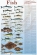 Sustainable Seafood Guides - Sustainable Fish 24"x36"