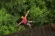 Gold Zipline Eco-Adventure Canopy Tour