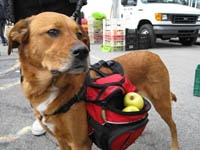 Boardwalk to Boardroom – Found Hound Becomes Chief Cookie Officer of Dog Treat Company