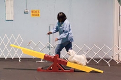 Little Dogs Pack a Big Punch at Teacup Dog Agility Trials
