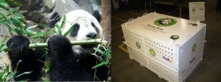 Chick Packaging Produces Custom-Built Transport Containers for FedEx Express for Giant Pandas Journey to China