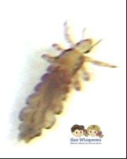 Back to School Tips to Prevent Head Lice Provided by Hair Whisperers