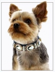 MyReviewsNow Online Shopping Showcases Luxury Dog Collars