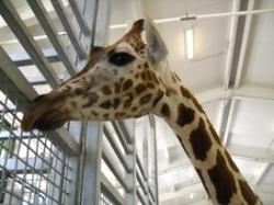 Birth of Baby Giraffe at Dallas Zoo Recorded by 2 Megapixel Security Cameras Installed by Firetrol Protection Systems