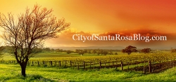 Santa Rosa Mayor Supports Area Small Business Through Local Blog