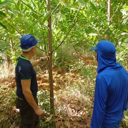 European Forestry Management Company to Help Solve Brazilian Housing Shortage